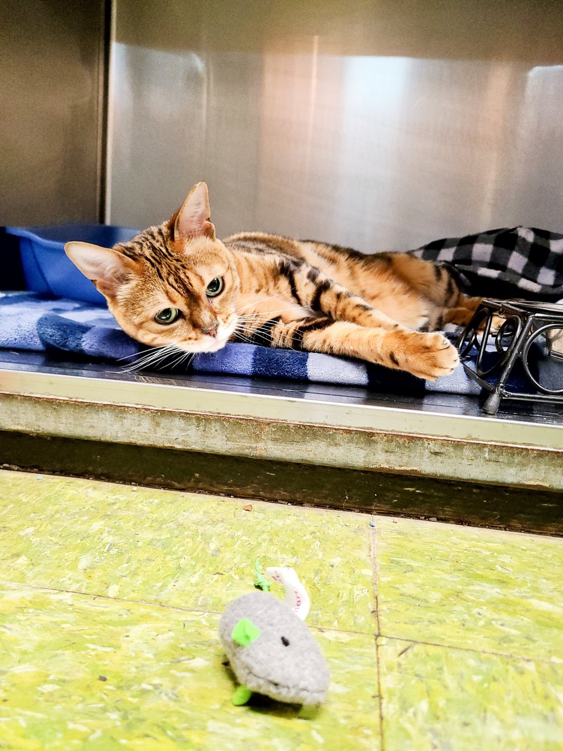 Hooksett Veterinary Clinic, Inc. Hooksett, NH Surgical FAQ's